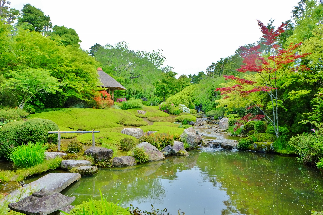 妙心寺退蔵院の紅しだれ桜と国宝『瓢鮎図』の謎を徹底解説