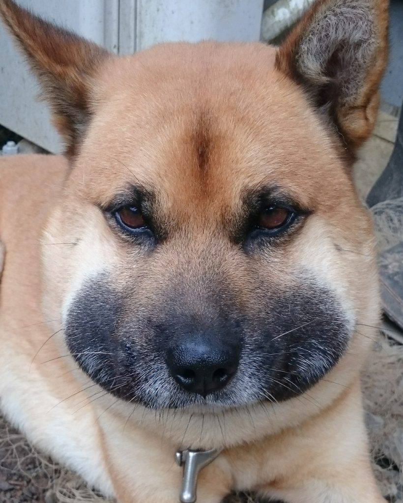 蜂に刺された犬の顔が腫れる危機！命を守る応急処置と受診判断