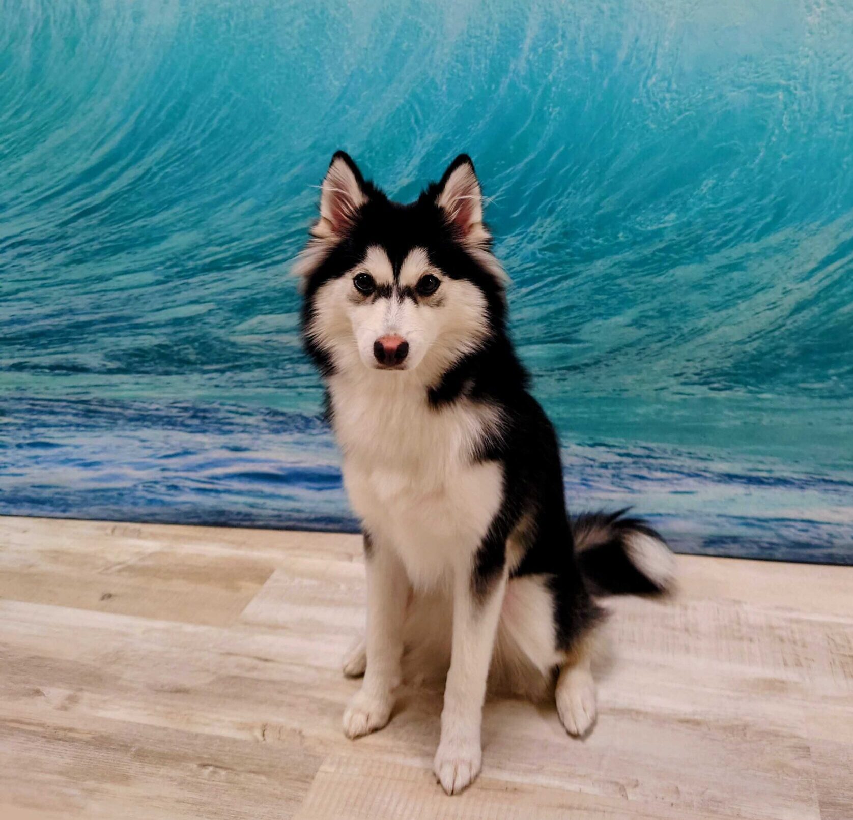 ポンスキー成犬は巨大化する？後悔の真相と体重・性格・飼いやすさ徹底検証