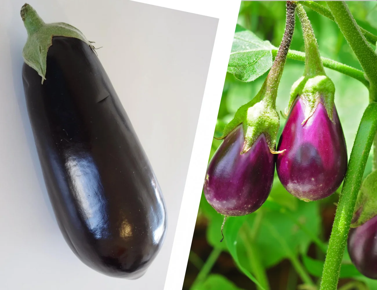 Sicilian Eggplant vs Regular Eggplant