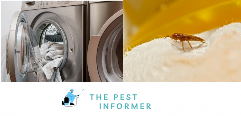 Will Dryer Kill Bed Bugs