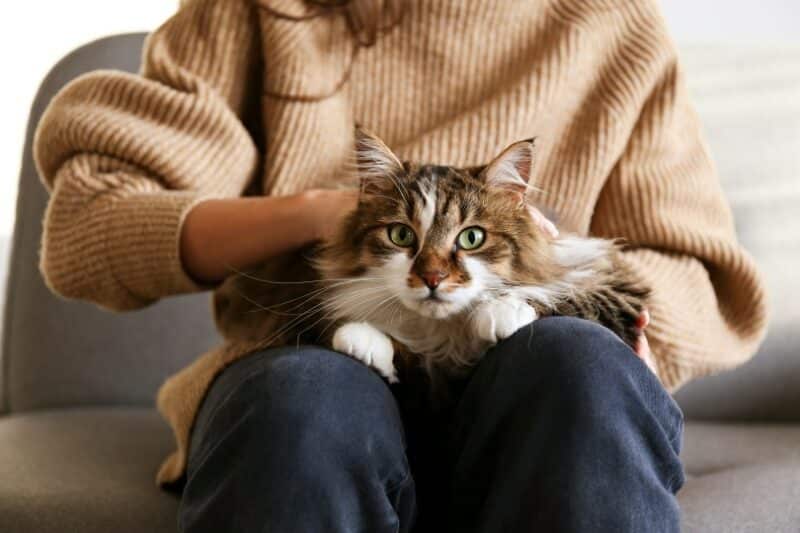 Why Do Cats Like to Sit on Laps