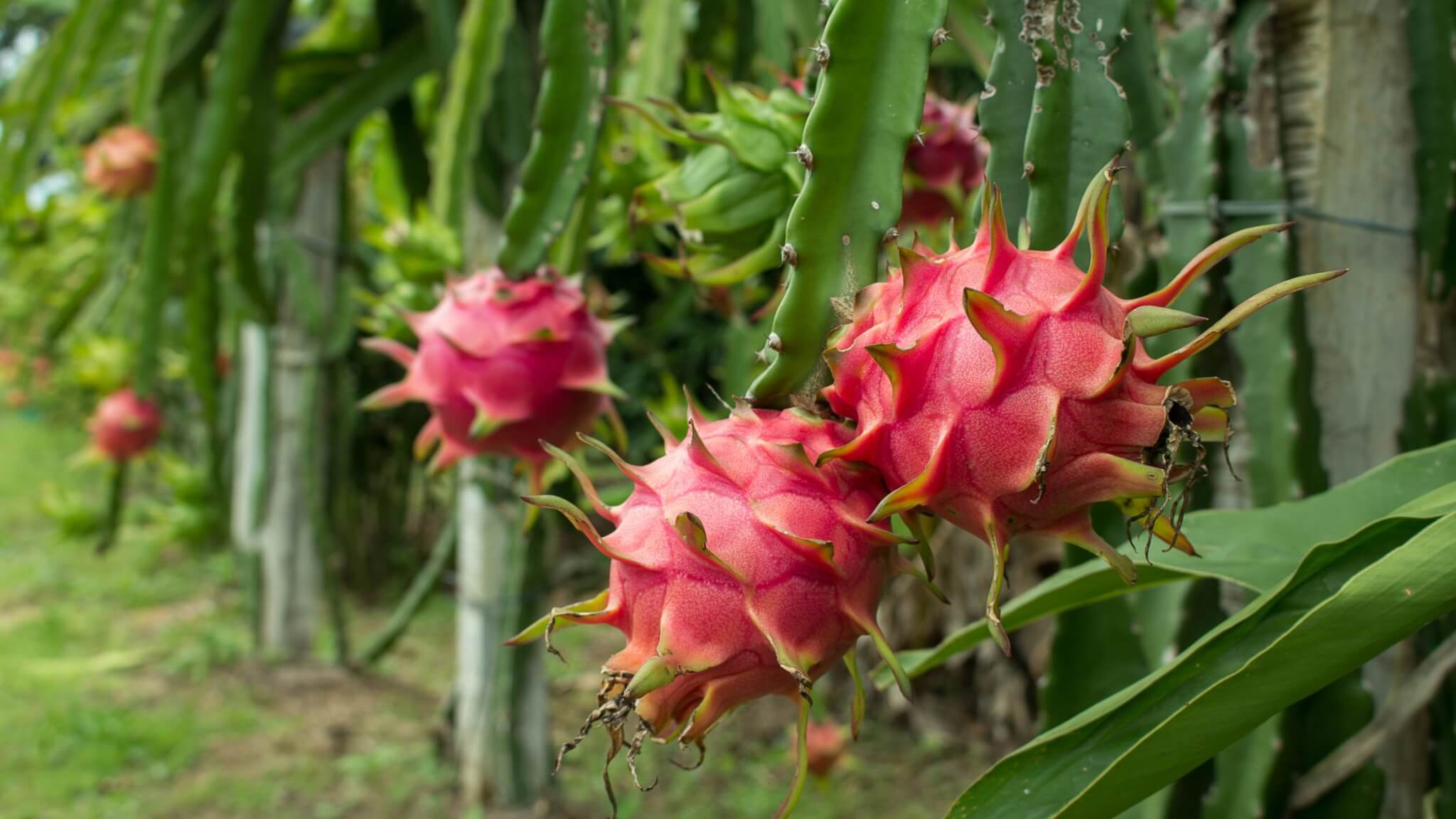 Where Does the Dragon Fruit Come From