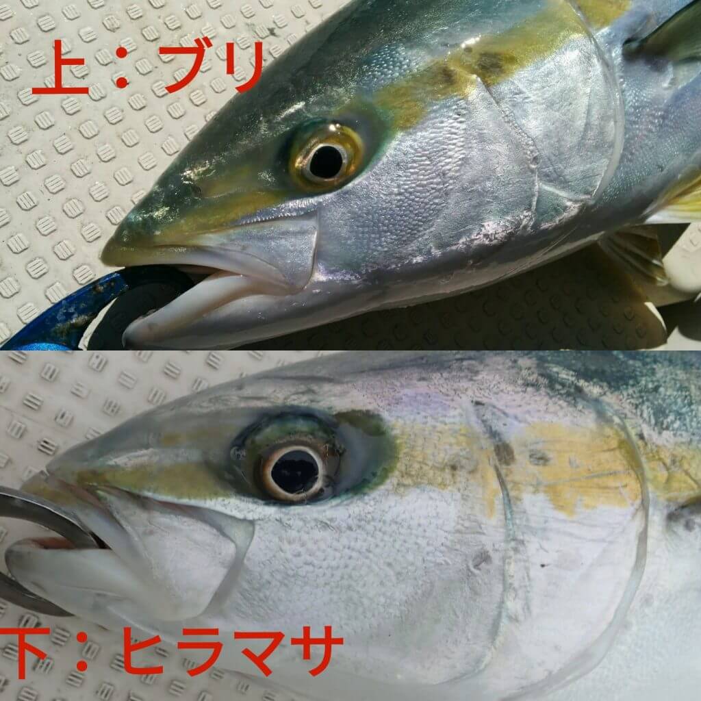ヒラマサとブリの違いを完全見極め！プロ直伝の見分け方と味の真相