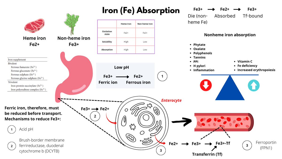 What Helps with the Absorption of Iron