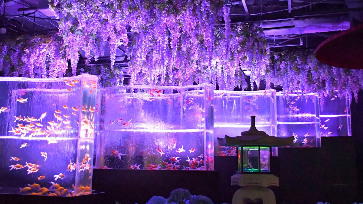 アートアクアリウム美術館銀座の評判！「ひどい」噂の真相と攻略法