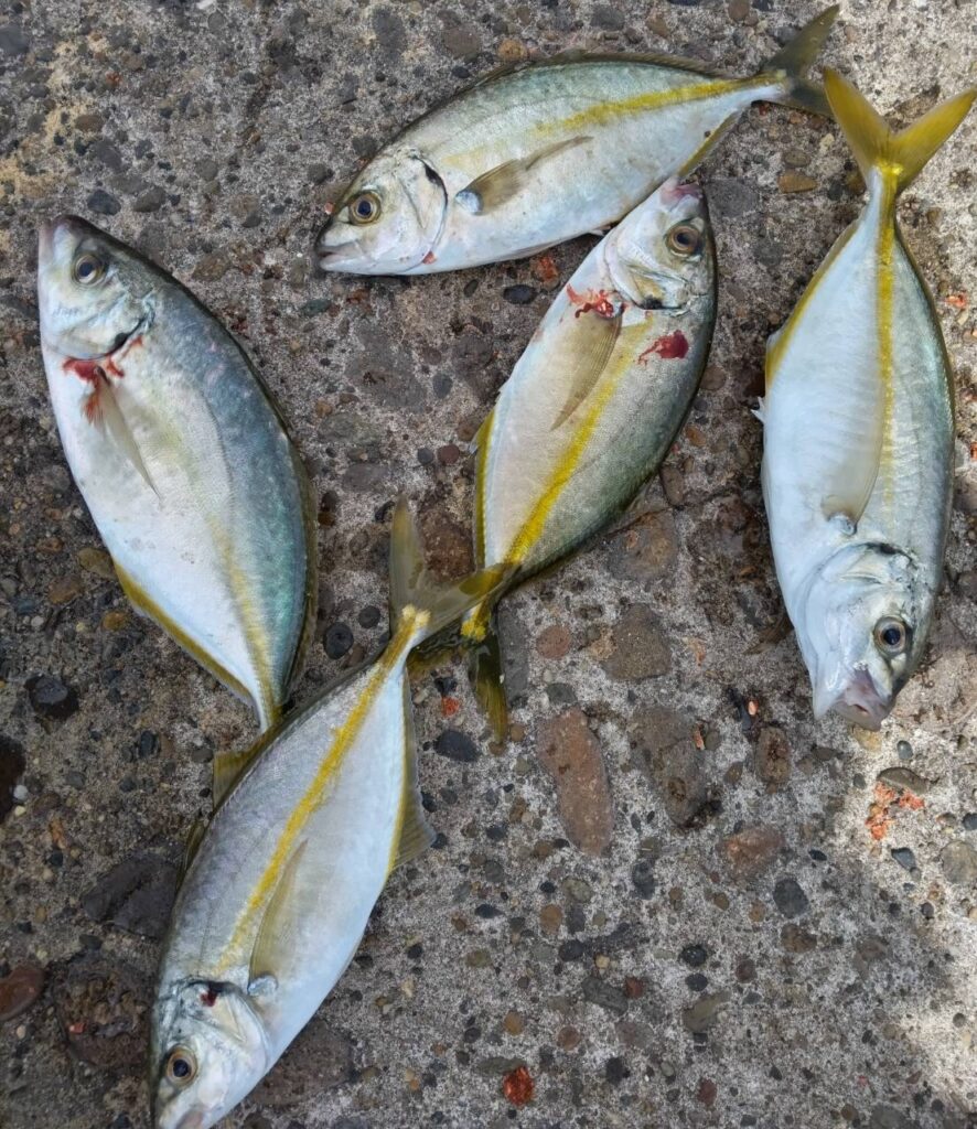 【2026年最新】鹿島港魚釣園の釣果速報！青物爆釣と混雑攻略の全貌