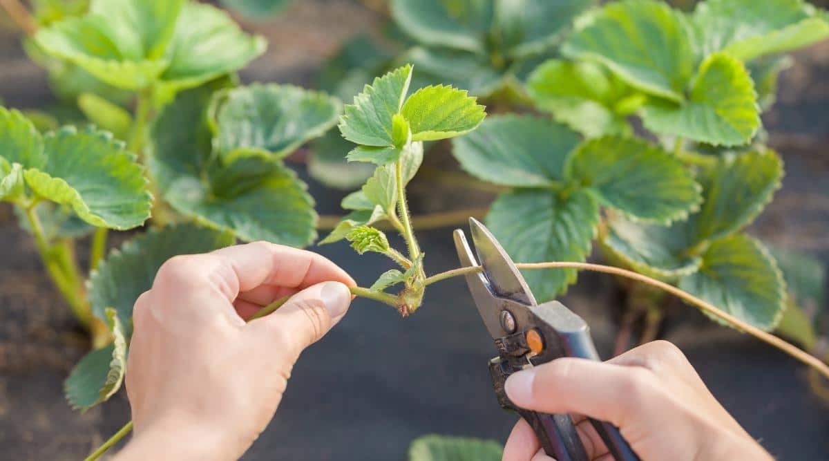 Should I Cut Strawberry Runners
