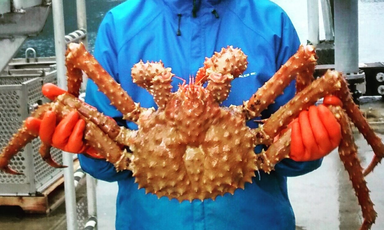 Golden King Crab Size