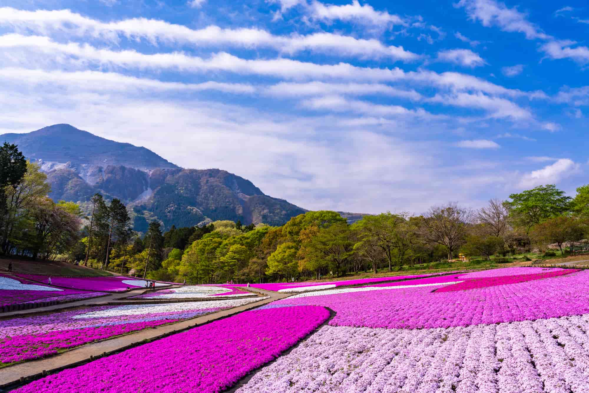 【2026】秩父芝桜の見頃と満開時期！羊山公園の混雑回避と絶景攻略