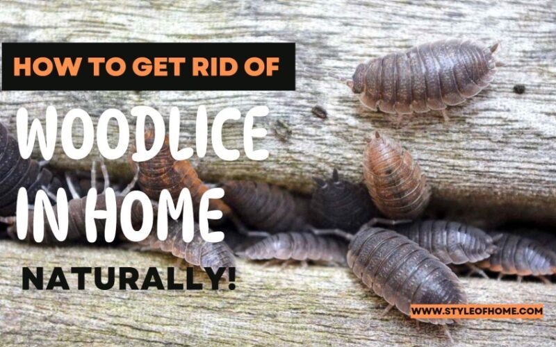 How Do You Get Rid of Woodlice