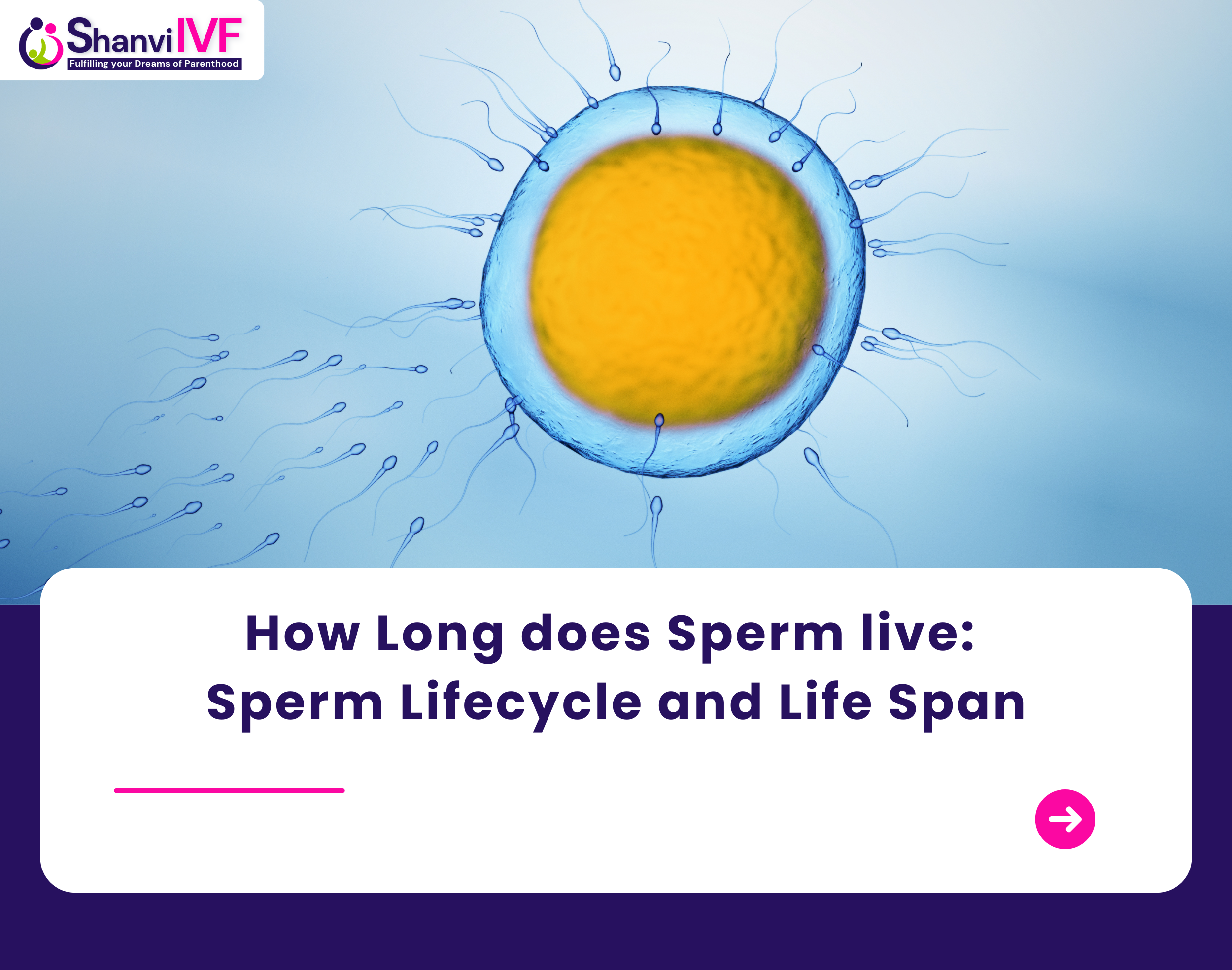 How Long Do Sperm Live Inside the Male Body