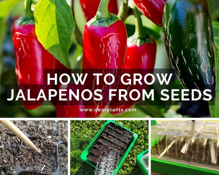 How to Seed Jalapeno Peppers