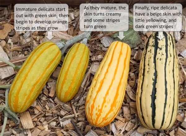 How Do You Tell If Squash Is Ripe