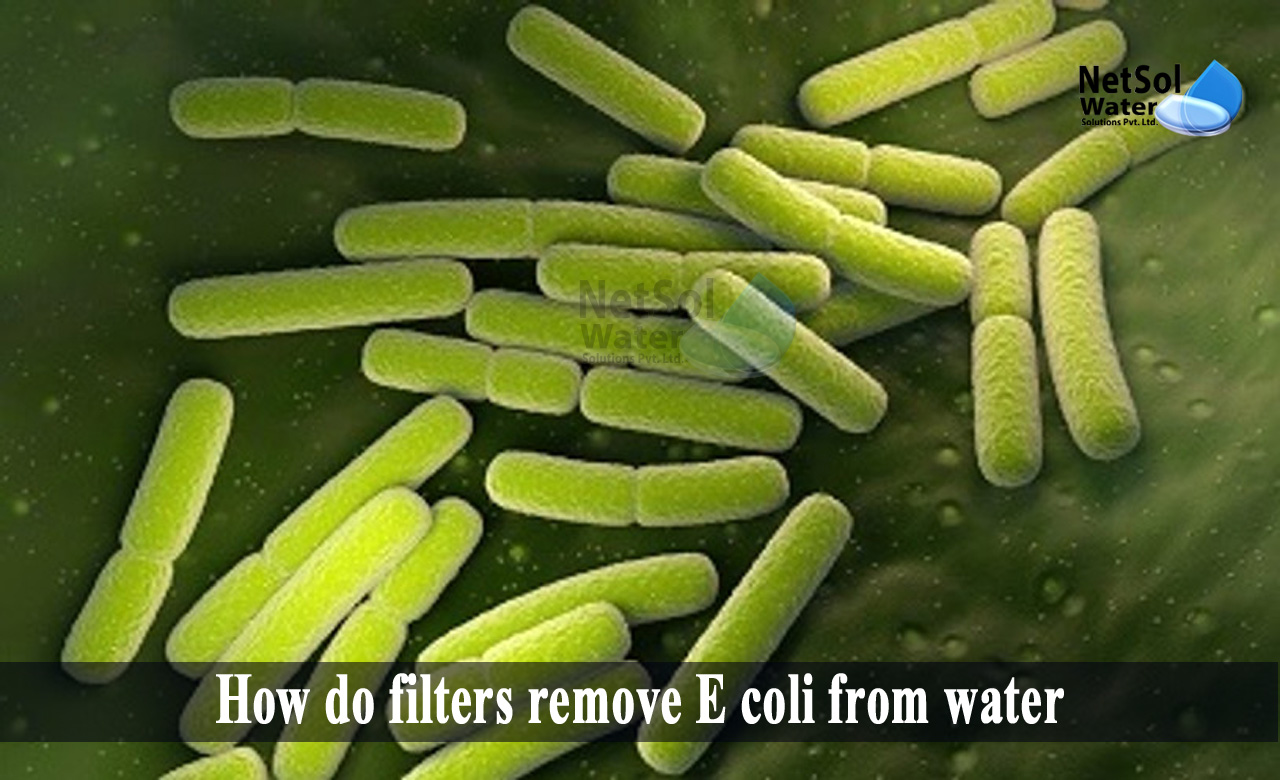 How to Remove E Coli Bacteria from Water