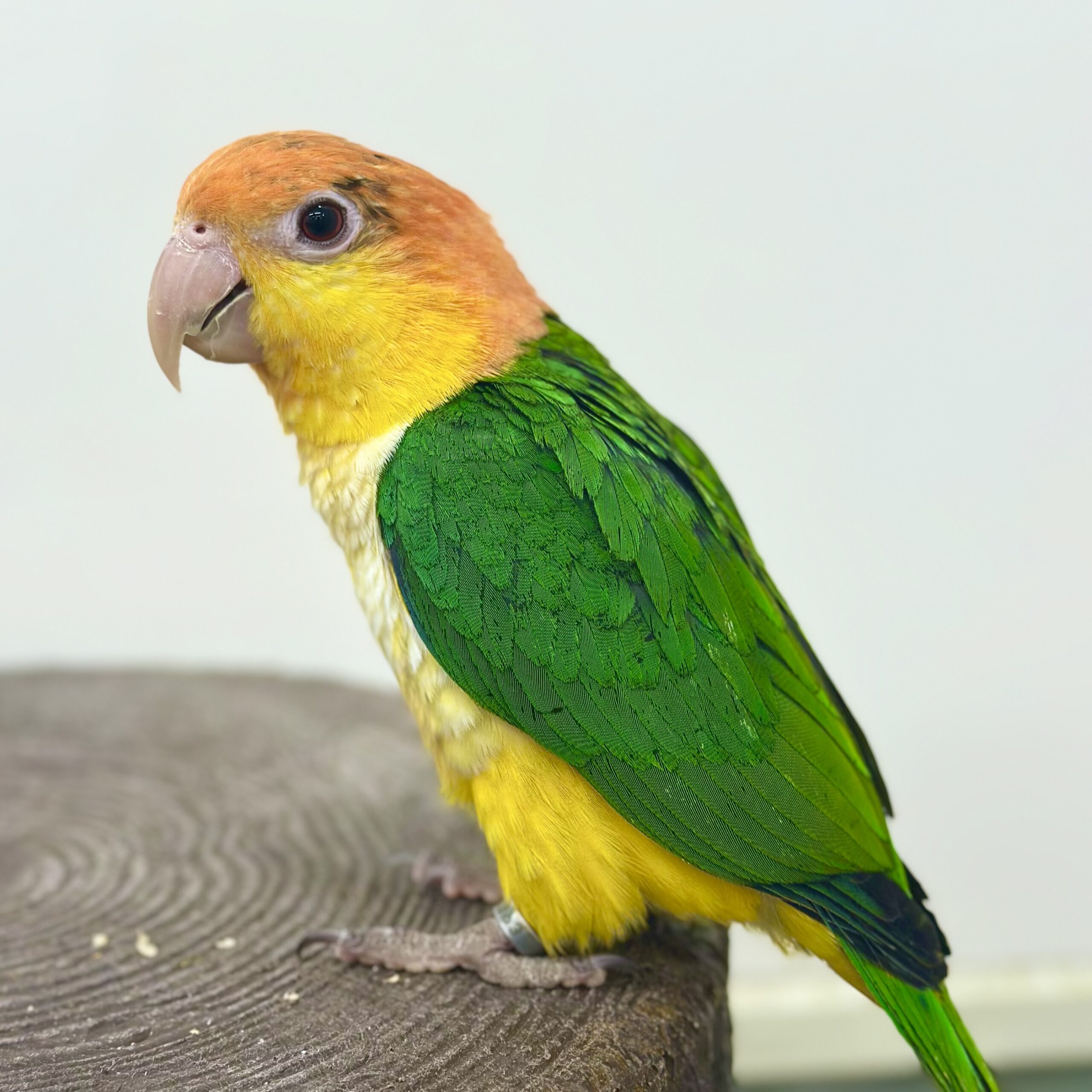 犬のようなシロハラインコ！2026年価格相場と後悔防ぐ飼育の極意