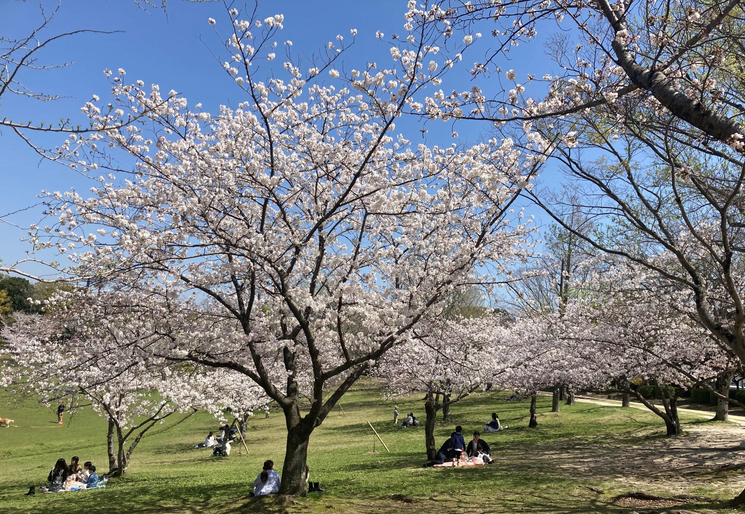 2026年春、福岡の絶景オアシスが進化。春日公園で今起きている“静かな緑の革命”と週末の新しい歩き方