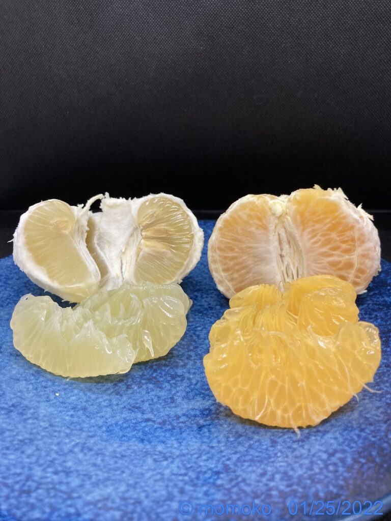 文旦とグレープフルーツの違いは？味や糖度・薬の注意点を徹底比較