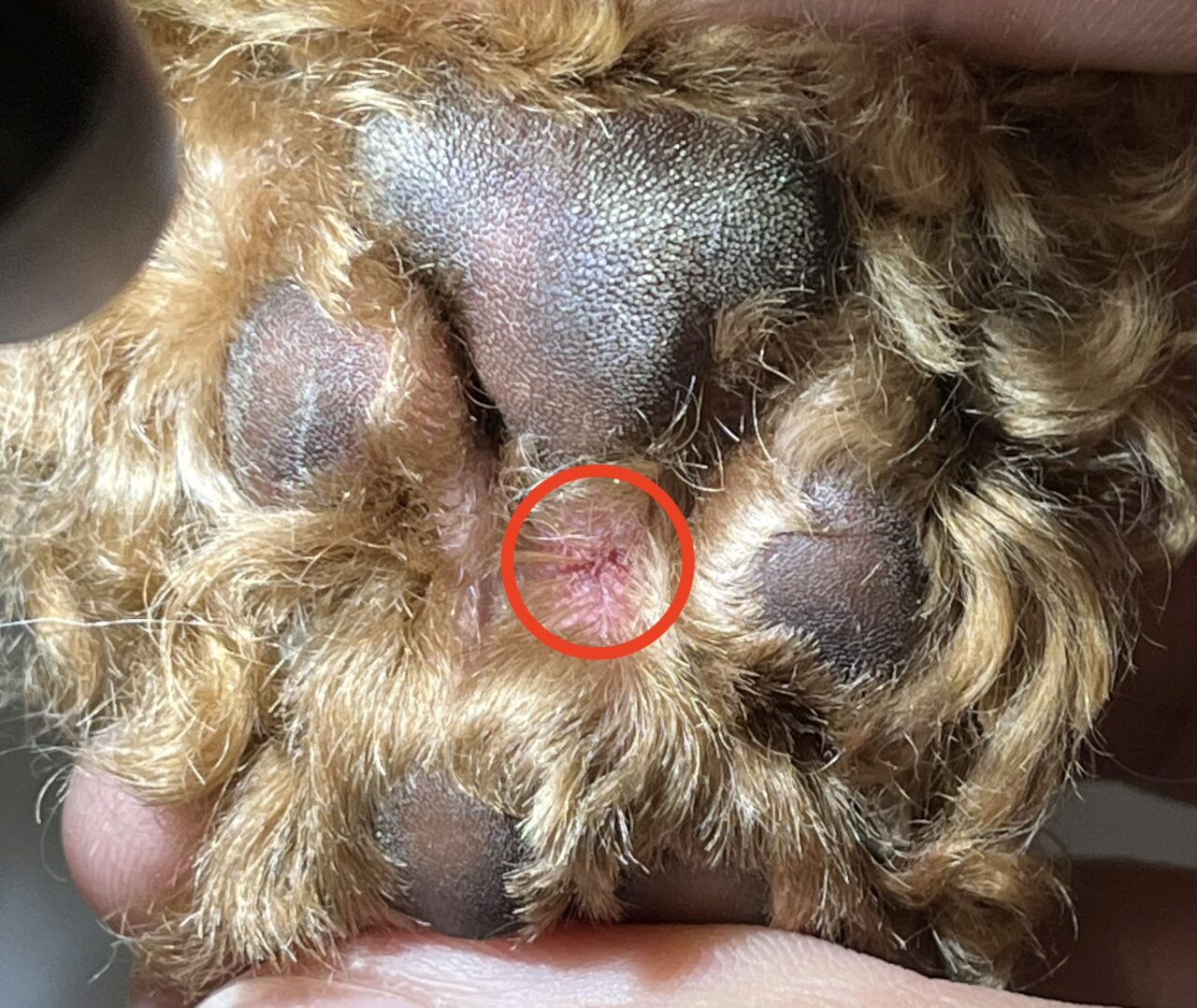 犬が蜂に刺されたら？顔の腫れ・アナフィラキシー初期症状と応急処置法