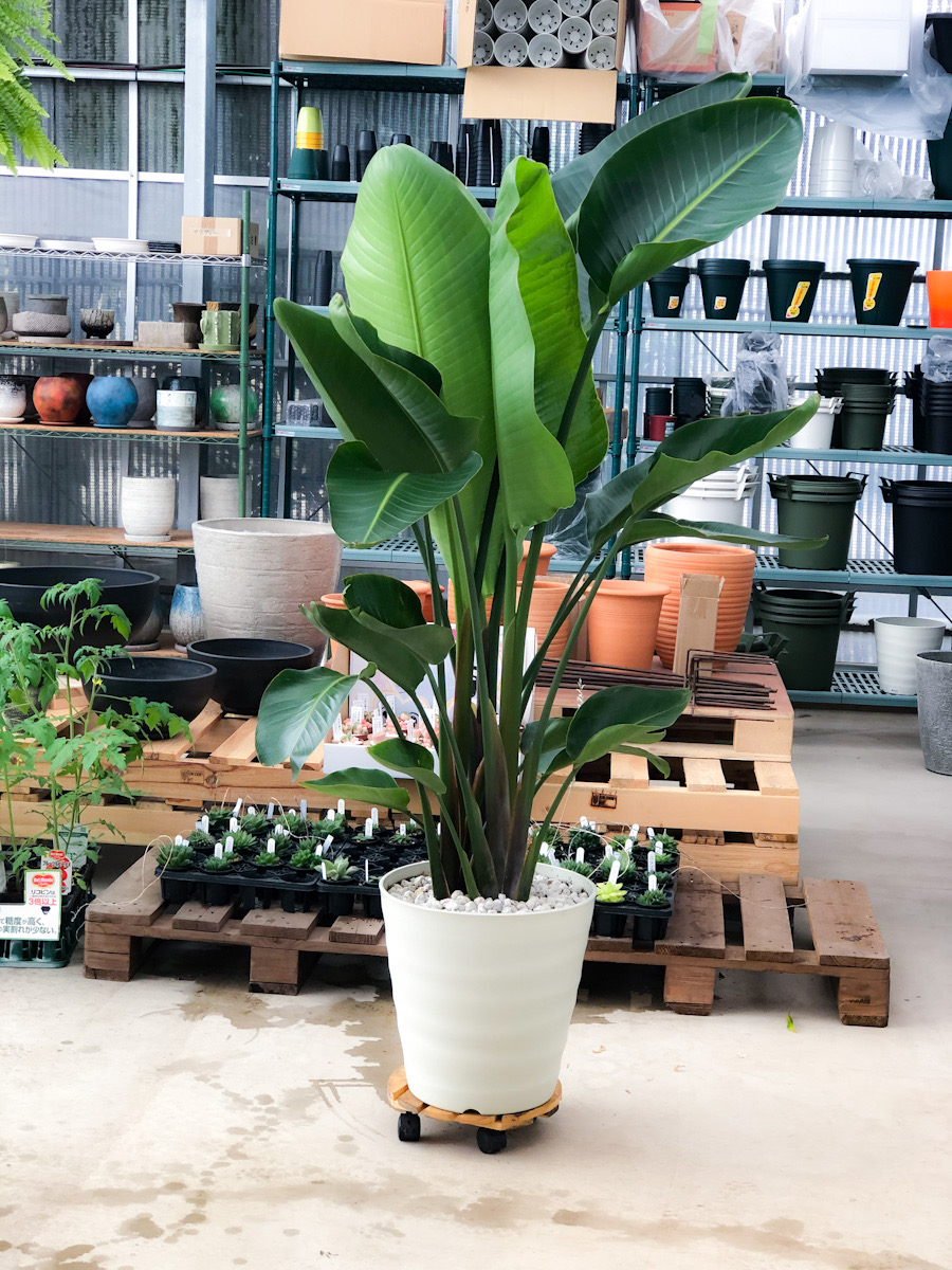 観葉植物オーガスタの育て方徹底解説！葉割れ・枯れる原因と風水効果