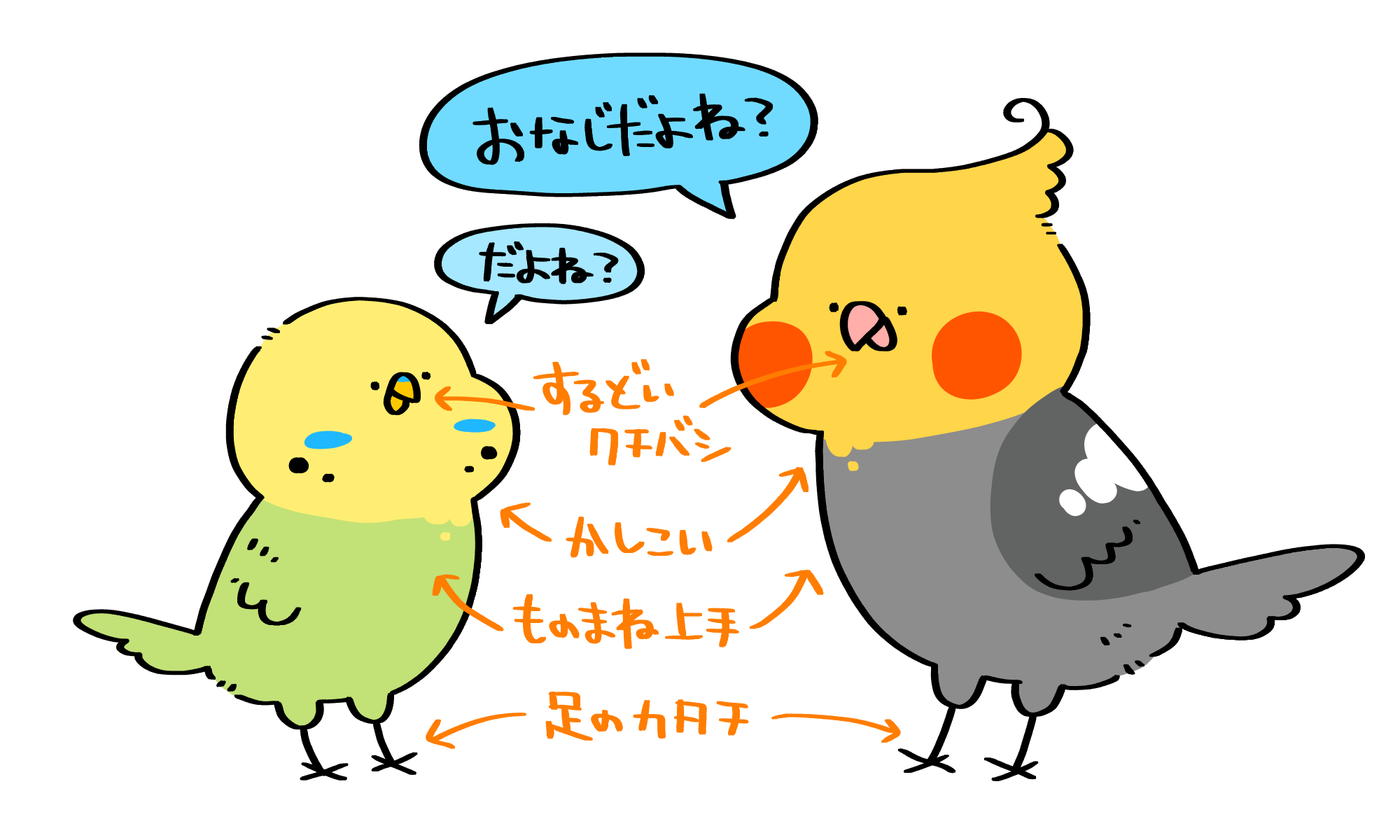 インコとオウムの決定的な違いとは？見分け方と意外な真相を徹底解説