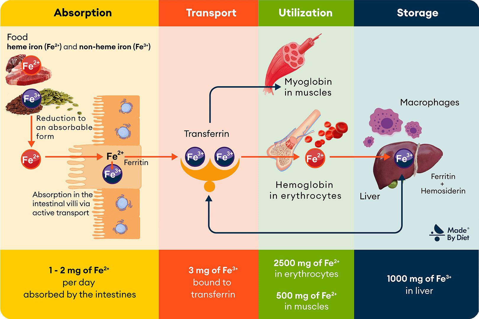 What Helps Iron Supplement Absorption