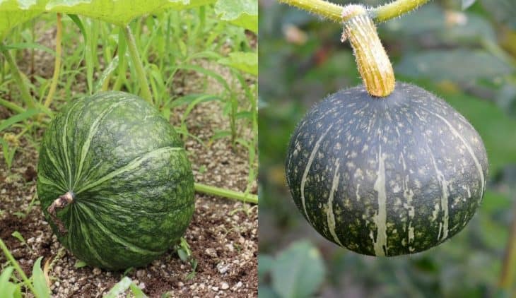 Is Buttercup Squash the Same as Kabocha
