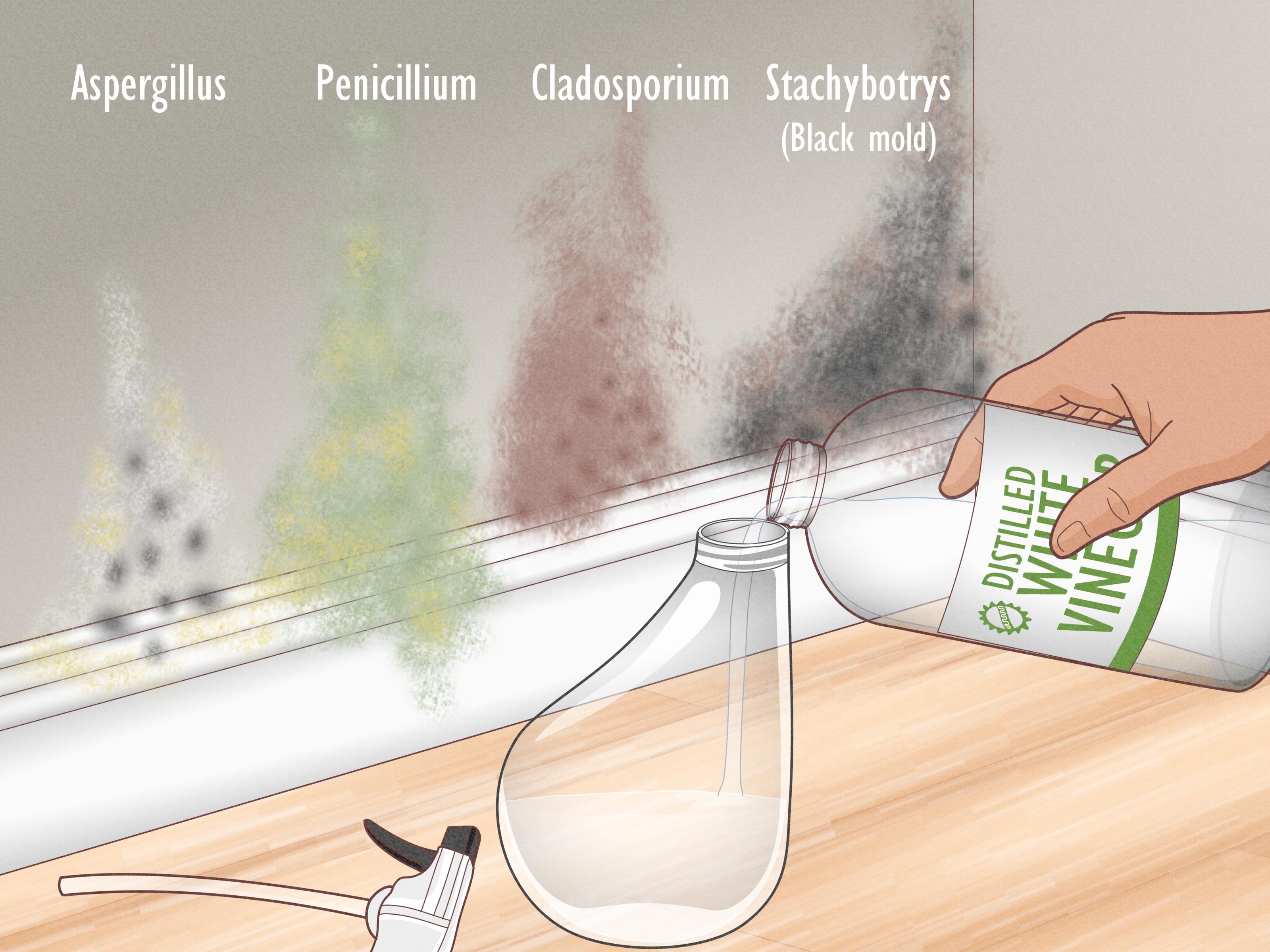 Vinegar Kill Black Mold