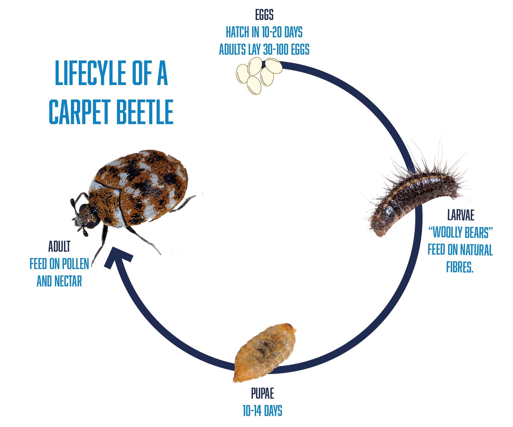 Why Do Carpet Beetles Come