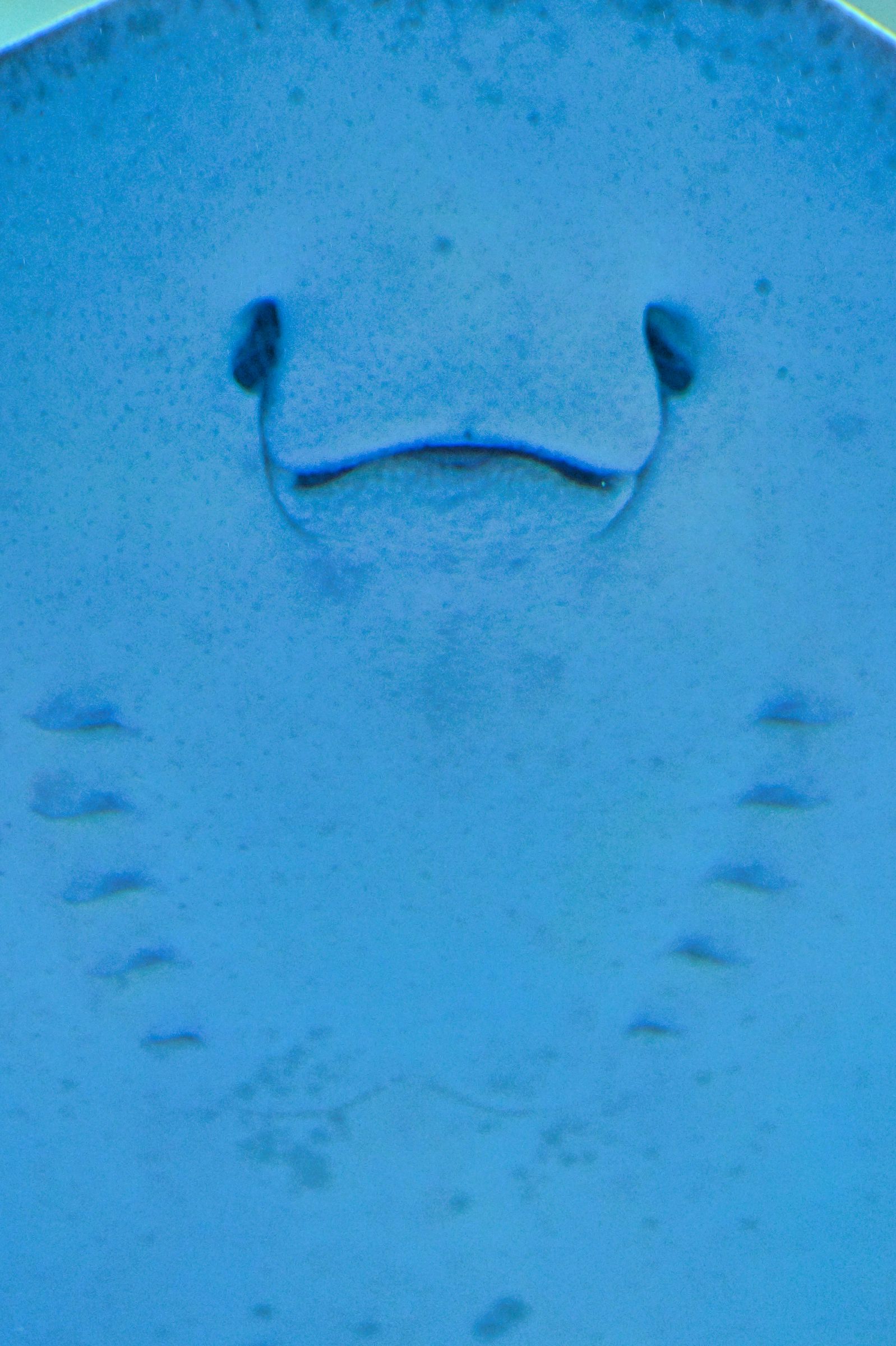 エイの顔の正体とは？水族館の可愛い笑顔の秘密と本当の目の位置を徹底解剖