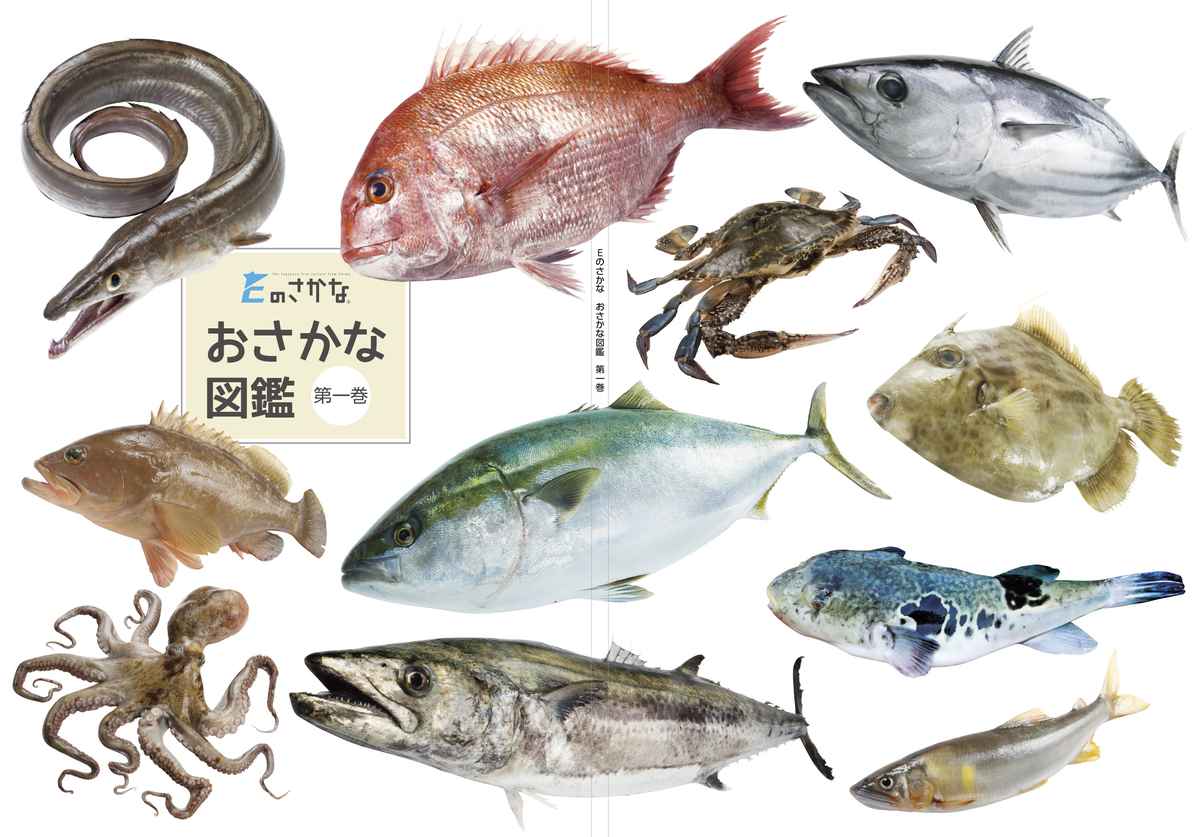 さかなクンとカブトガニの真実！高校時代の人工孵化と独占裏情報