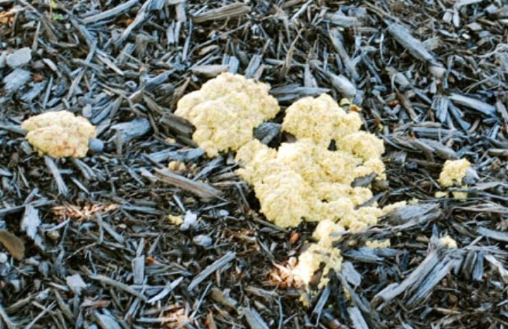 Mold Spores in Mulch