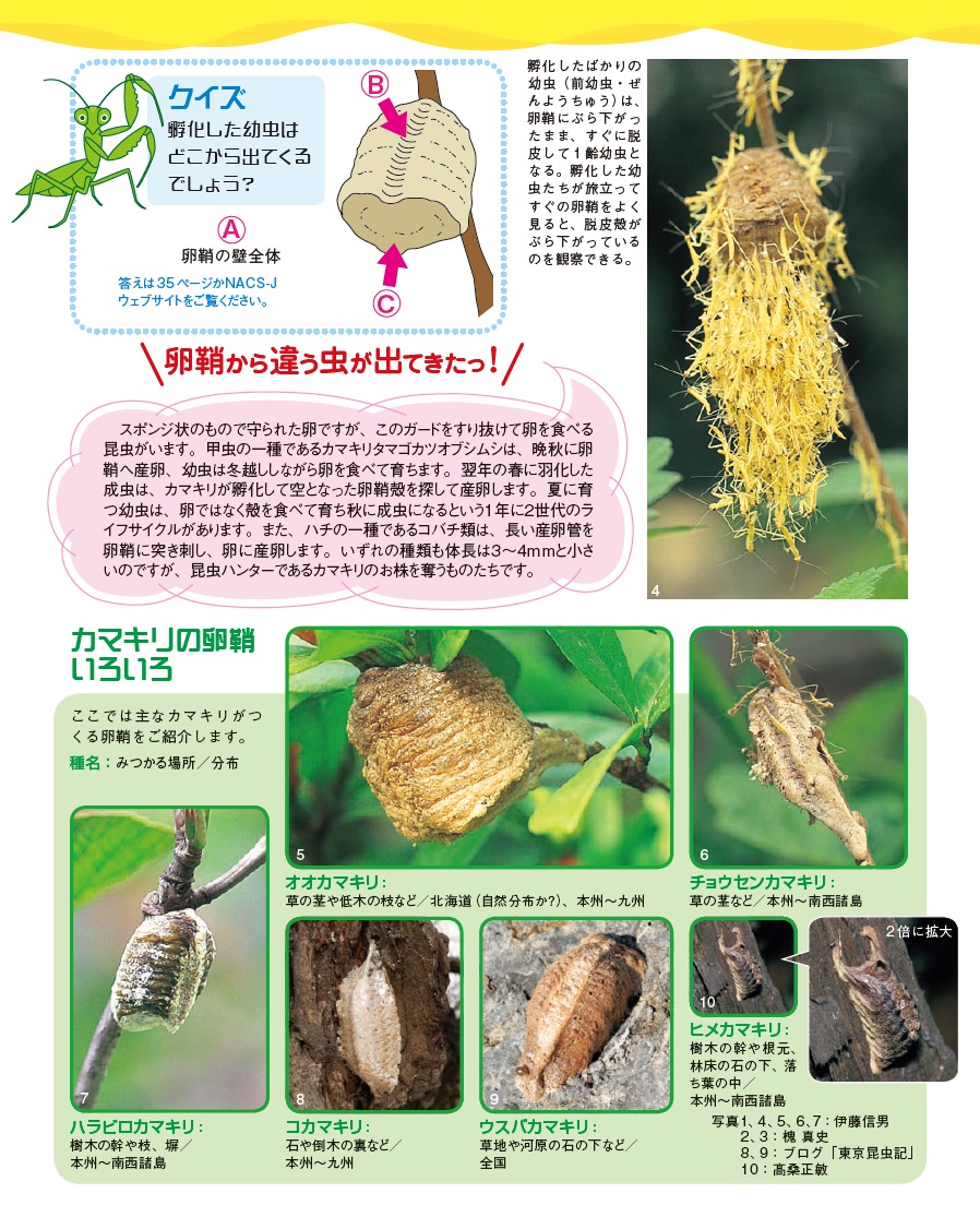カマキリの卵が室内で孵化？悲劇を防ぐ前兆と失敗しない越冬飼育法