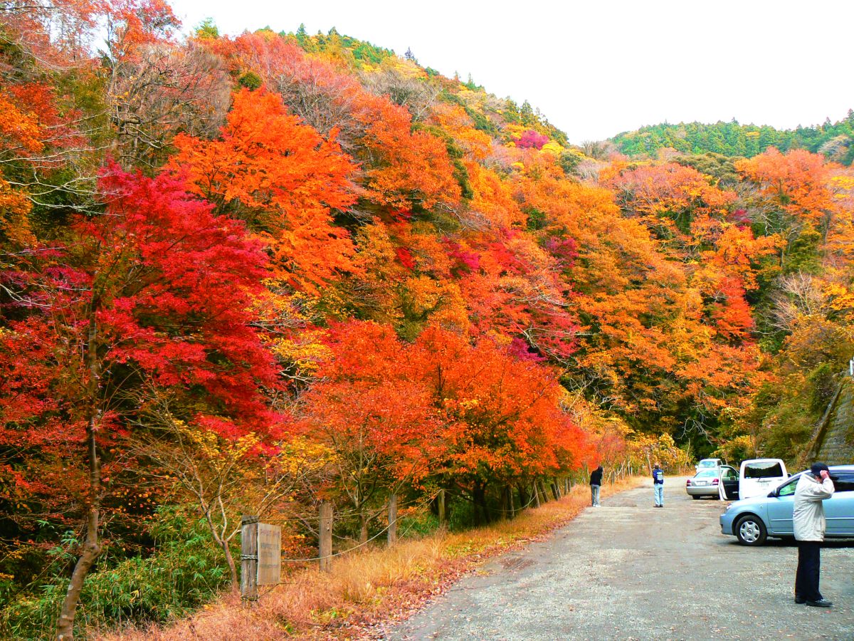 養老渓谷の紅葉2026！見頃時期や混雑回避・穴場を徹底解説
