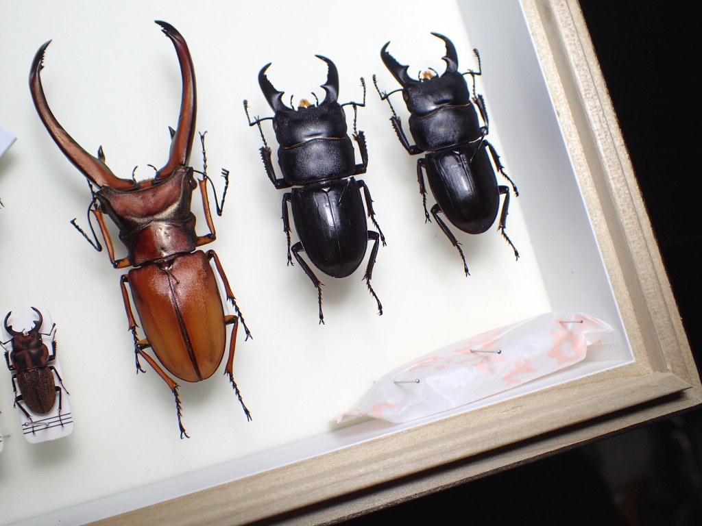 クワガタ標本の作り方完全ガイド！100均代用から失敗しない展足術まで
