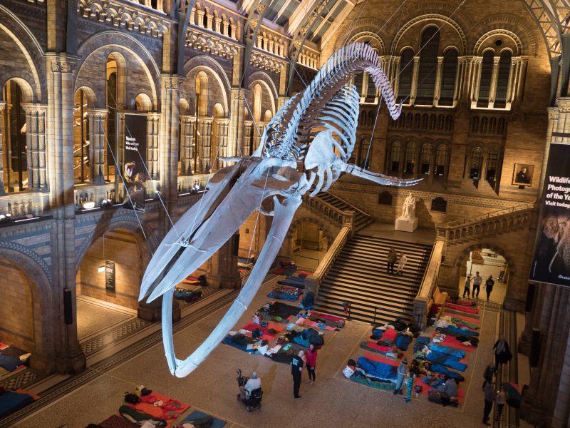 Dino Snores at Natural History Museum