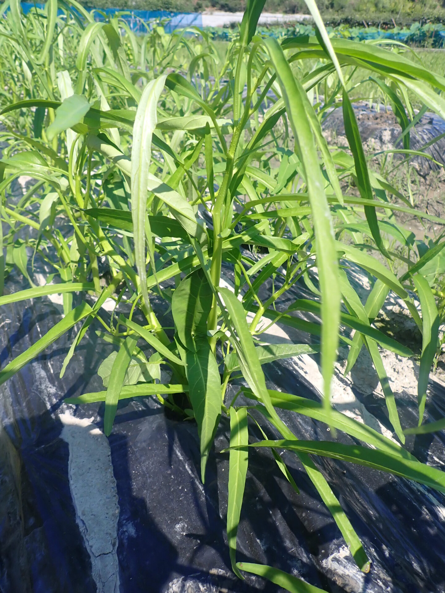 空芯菜の育て方2026決定版！無限収穫を叶える摘芯と水やりの極意