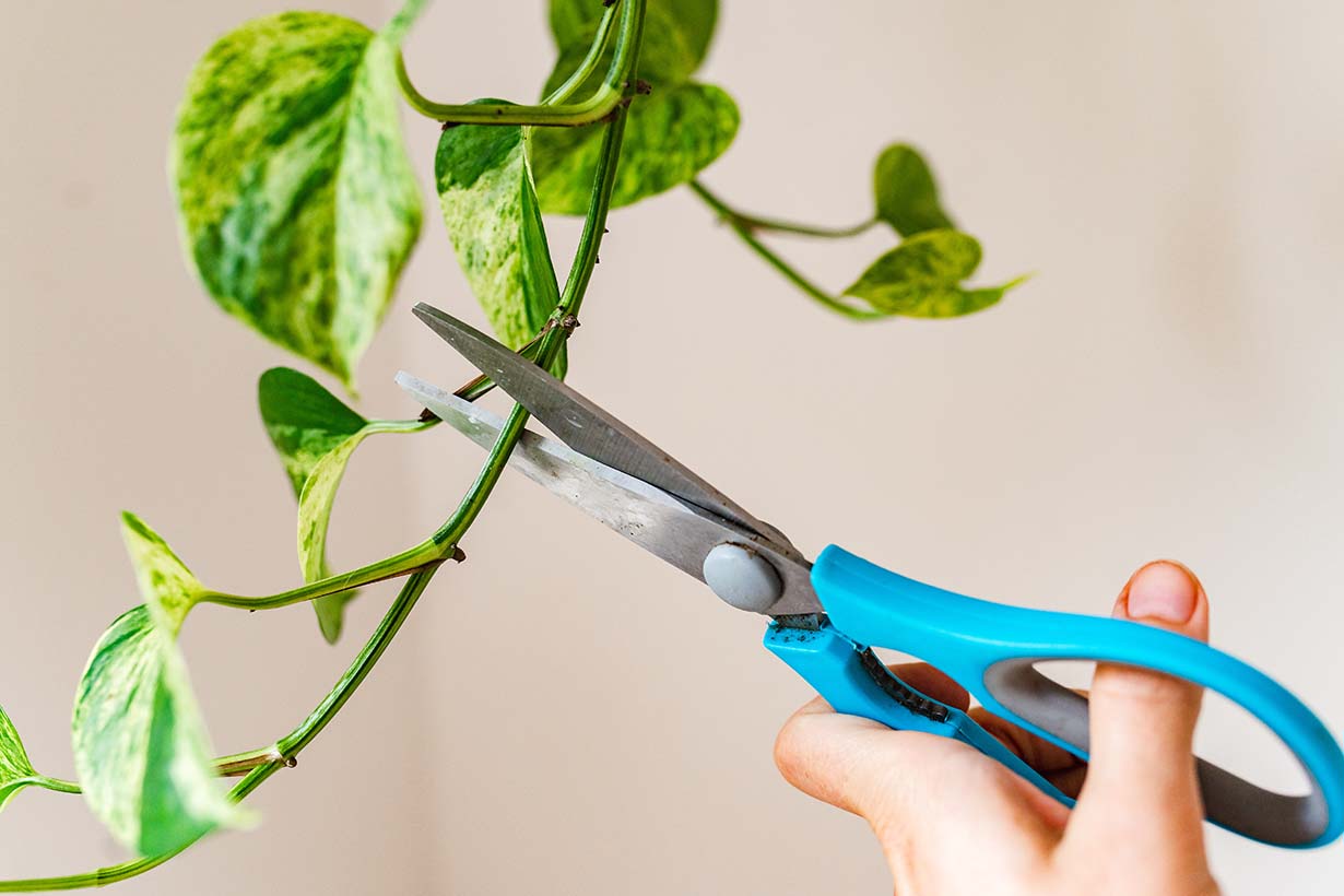 ポトスの増やし方完全版！切る位置と発根を早める裏技を徹底解説