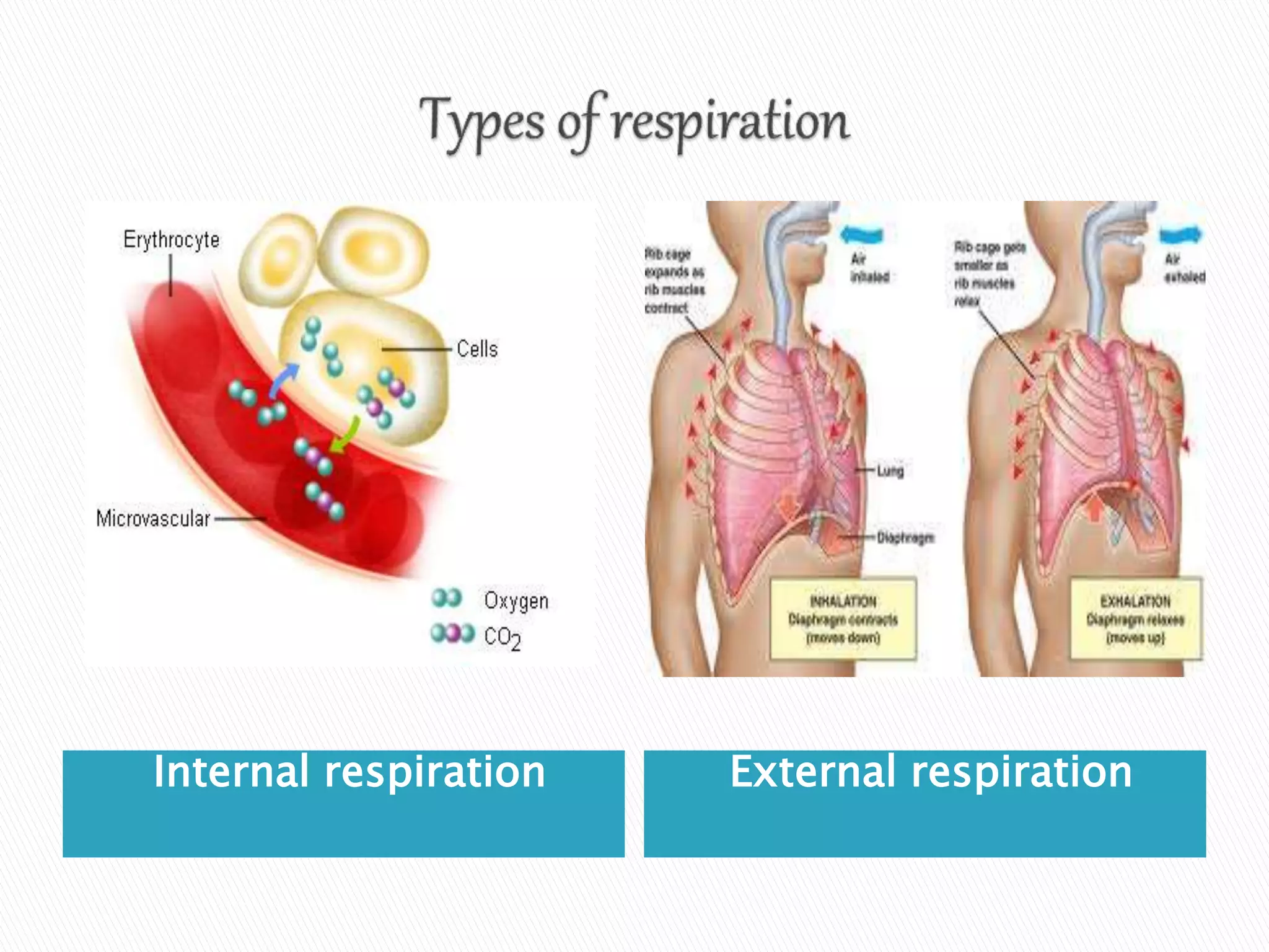 How Do Internal Respiration and External Respiration Differ