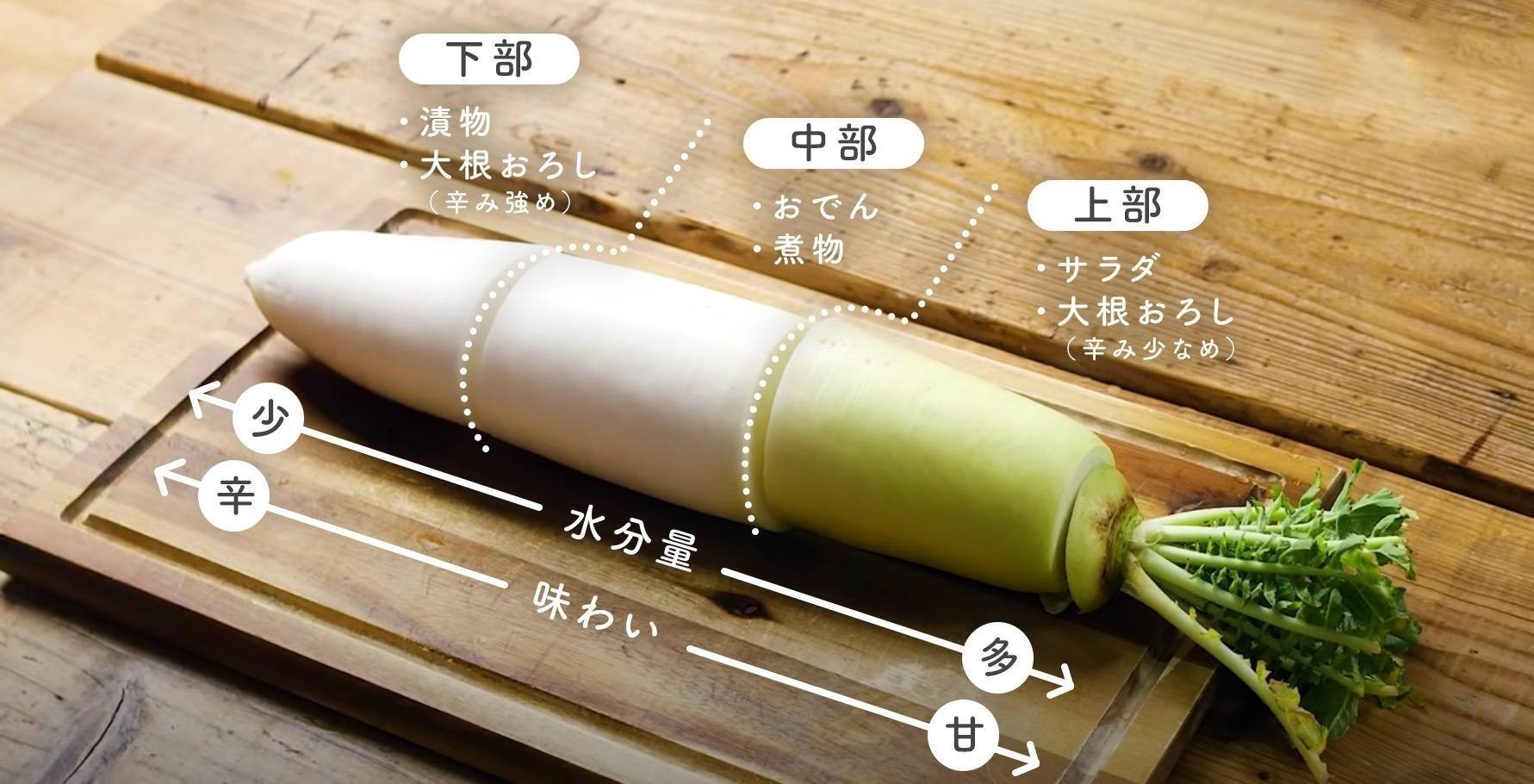 大根おろしは部位で劇的変化！上部と先端の使い分け＆プロの辛味制御術
