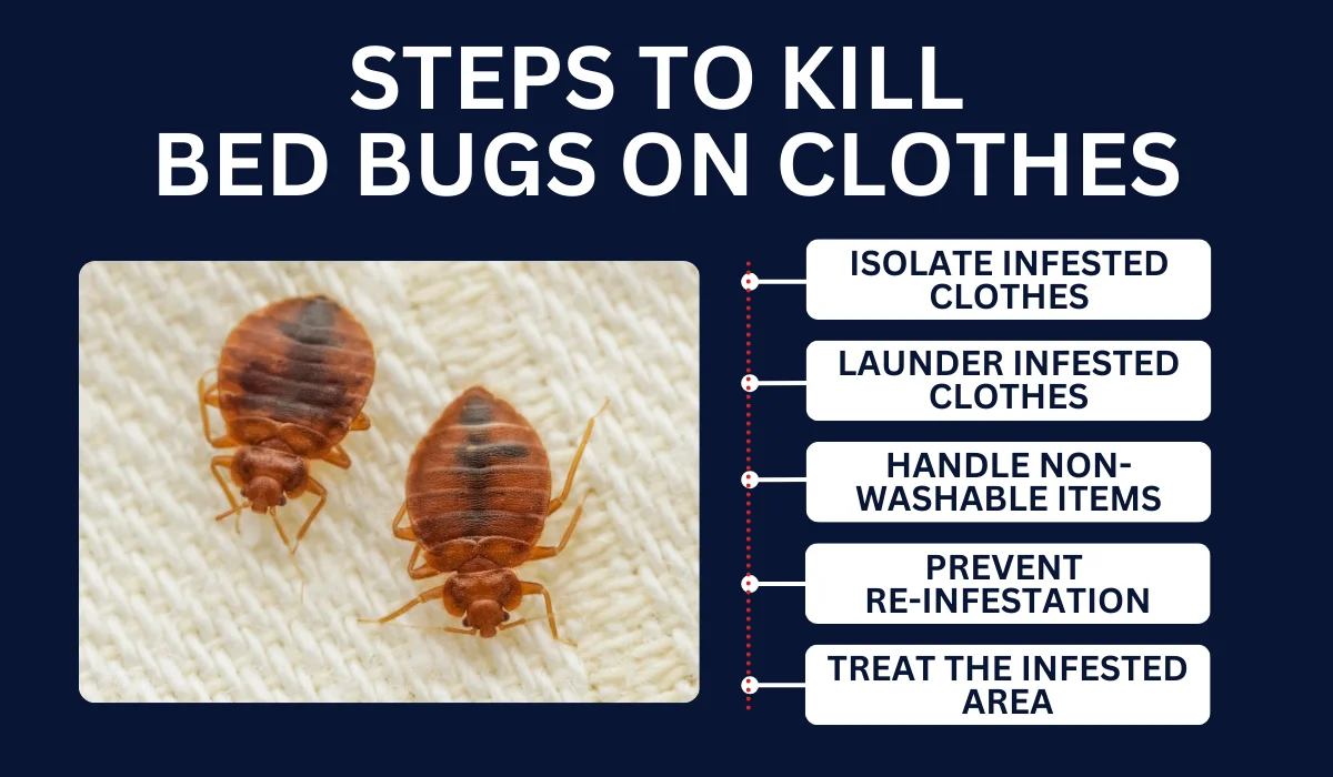 Do Bed Bugs Transfer to Clothes