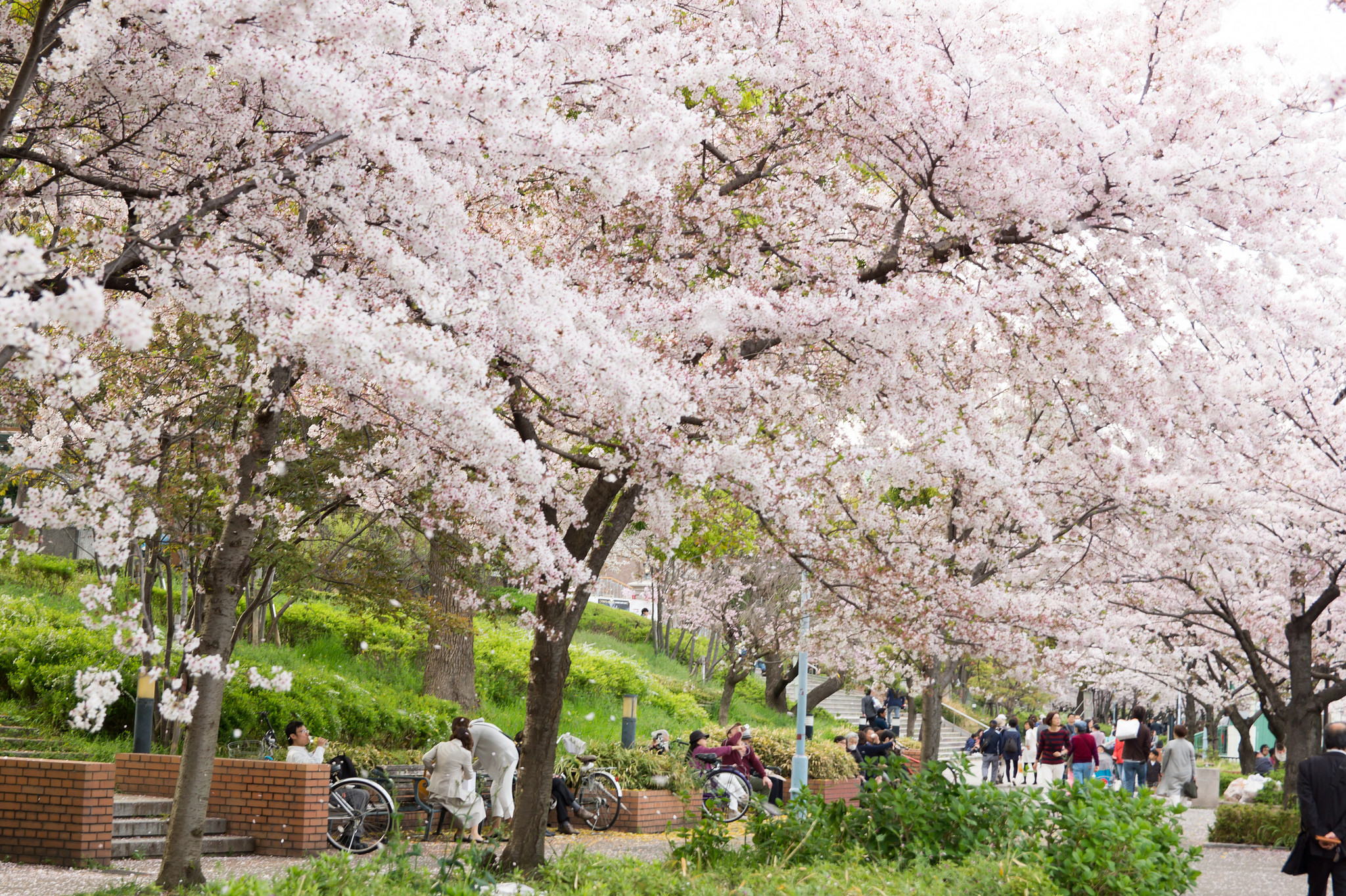 毛馬桜之宮公園の桜2026！開花状況・屋台・穴場と攻略法を徹底解説