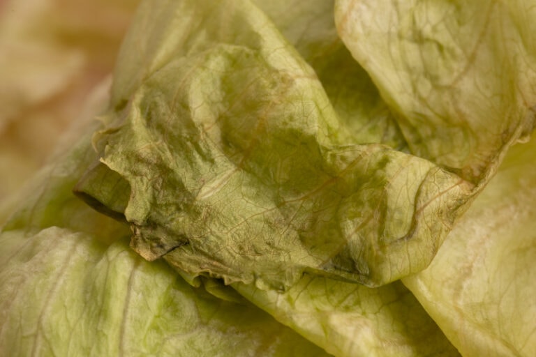 How to Tell When Lettuce Is Bad