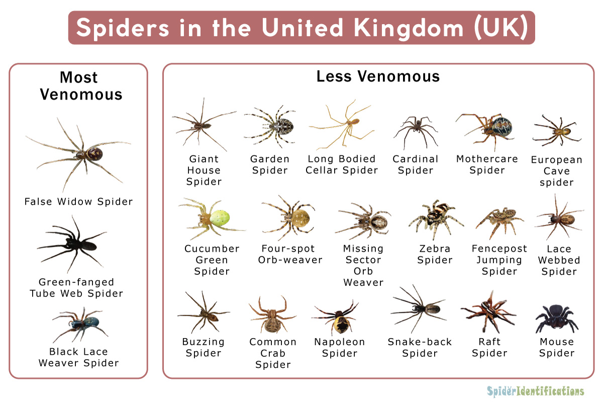 Are There Any Poisonous Spiders in the Uk