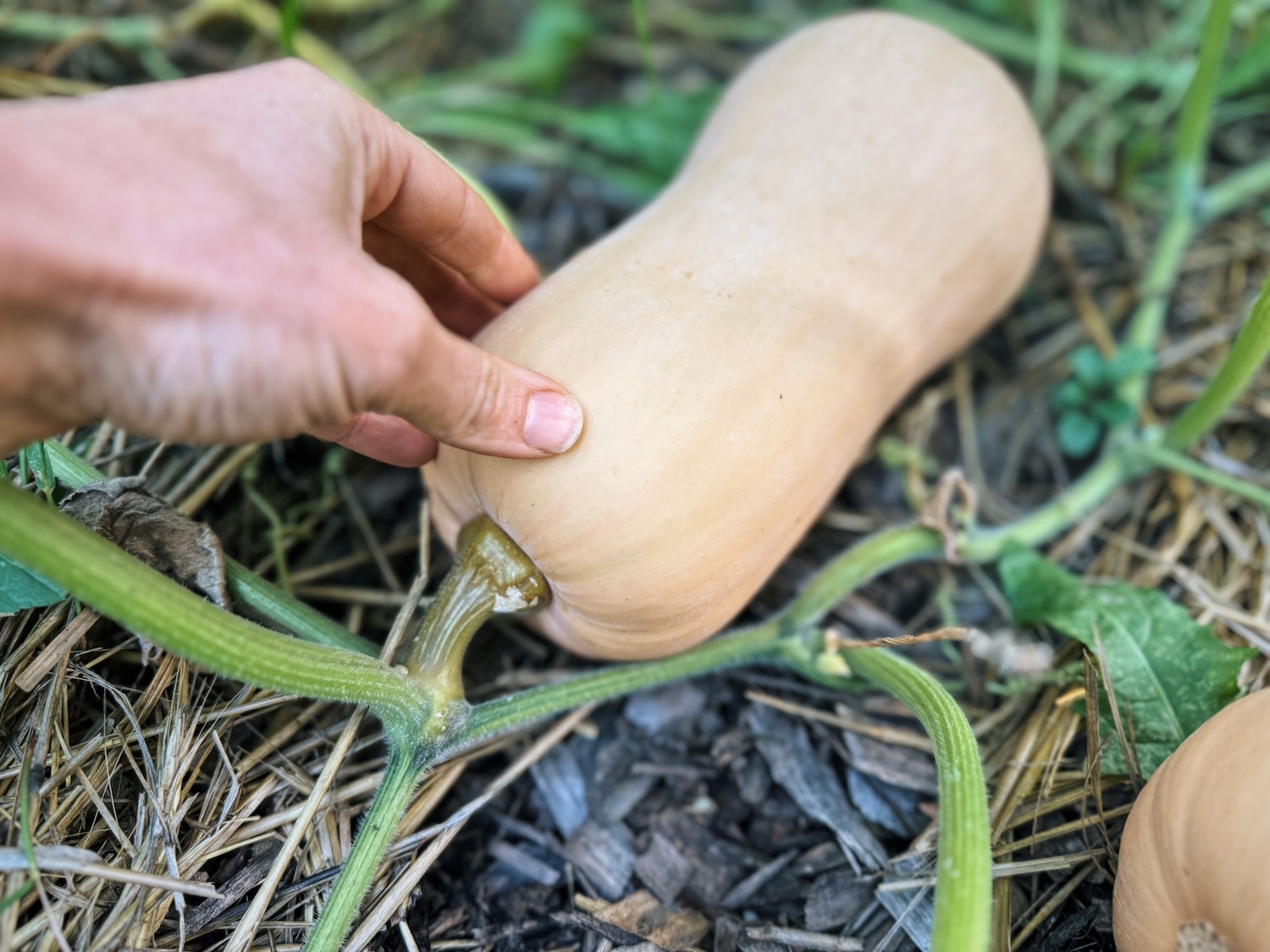 How to Tell When Butternut Squash Is Ready to Pick