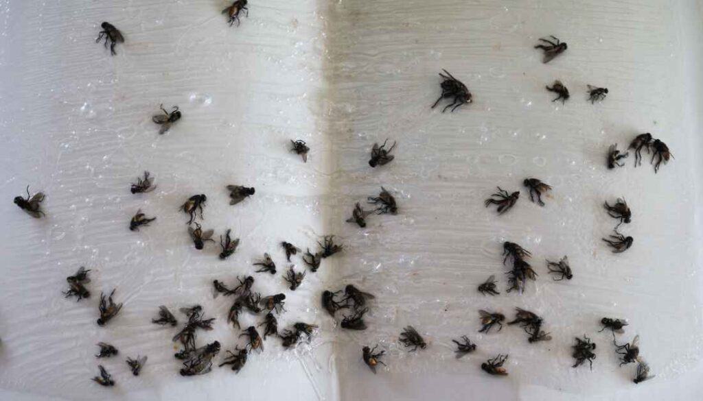 Tiny Black Flies in Bedroom