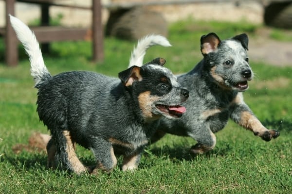Are Blue Heelers Good with Other Dogs