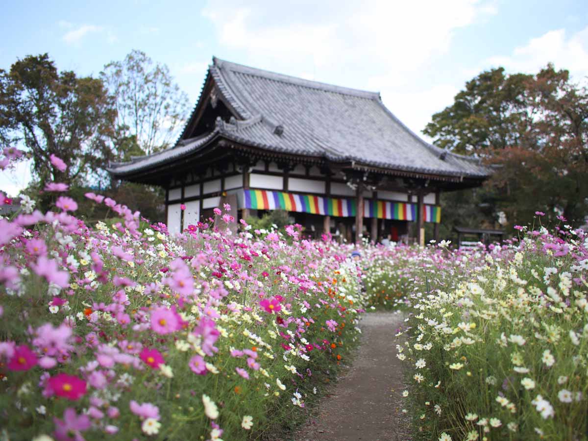 【2026最新取材】花と静寂が交差する奈良・般若寺。千年の歴史が現代の旅人を魅了する理由