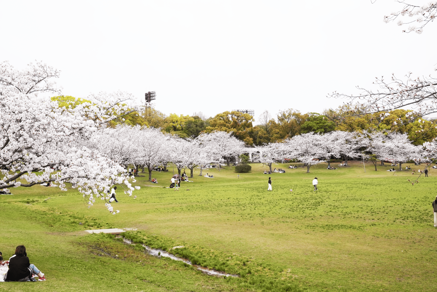 春日公園の人気の秘密とは？駐車場・予約・混雑回避テク完全網羅