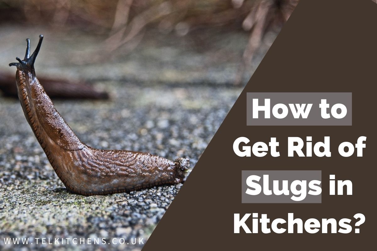 Why Are There Slugs in My Kitchen